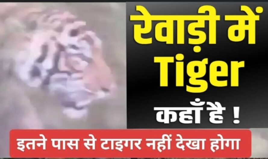 Rewari News: रेवाड़ी में आया हुआ टाइगर अब कहां है और किस हालत में है, जानें