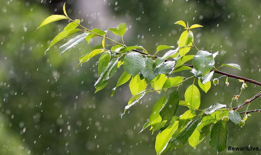 Mousum Update: हरियाणा में बदले का मौसम का मिजाज, अगले दो-तीन दिनों में फिर होगी बारिश 